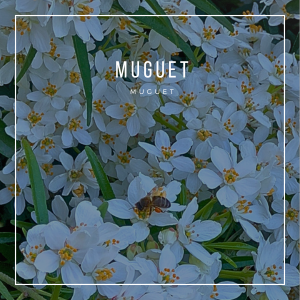 MUGUET